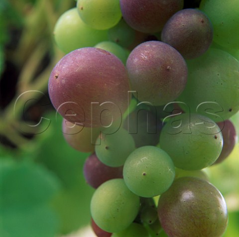 Pinot Noir grapes at veraison