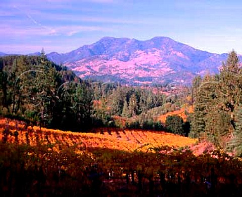 Autumnal vineyard with Mount StHelena in the   distance Calistoga Napa Valley California