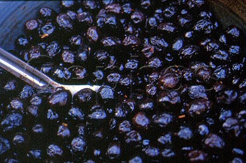 Bowl of black olives France