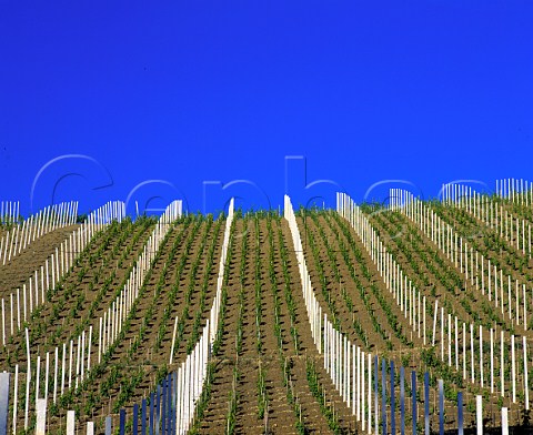 Newly replanted vineyard of Fontanafredda   Serralunga dAlba Piemonte Italy Barolo