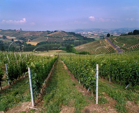 The Roncagliette vineyard with beyond on the slope below the road Angelo Gajas Costa Russi vineyard    Barbaresco Piemonte Italy   Barbaresco