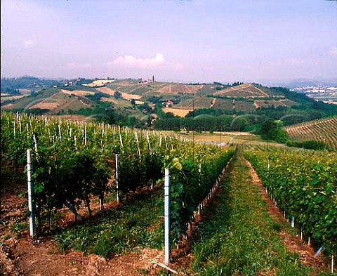 The cru Roncagliette vineyard Barbaresco Piemonte   Italy  Barbaresco