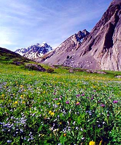 Spring flowers near Valloire with Grand Galibier   3229m in the distance     Savoie France  RhneAlpes