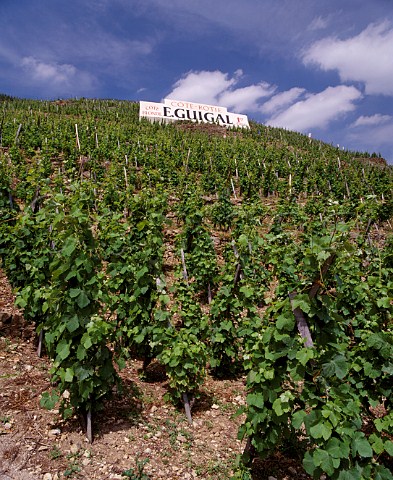 Syrah vines with traditional staking in vineyard of Guigal on the Cte Blonde at Ampuis Rhne France  AC Cte Rtie