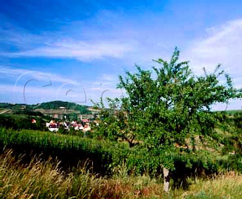 Vineyard above SoultzlesBains   BasRhin France Alsace