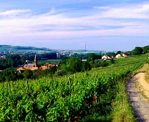 Vineyard above Scharrachbergheim and its church  BasRhin France Alsace