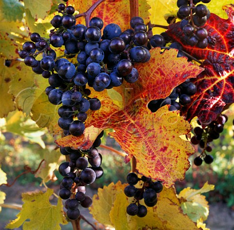 Merlot grapes in autumnal vineyard Marlborough New Zealand