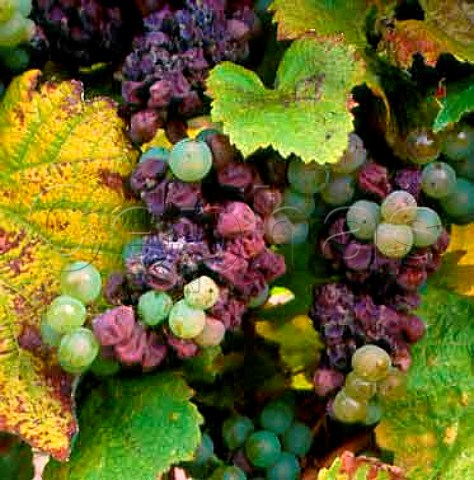 Riesling grapes affected by botrytis   Marlborough New Zealand