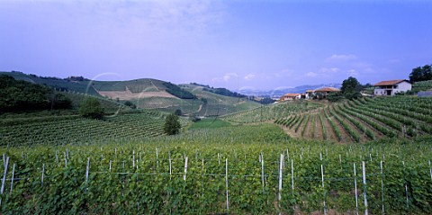 The cru Ghiga vineyard at Barbaresco Piemonte   Italy   Barbaresco