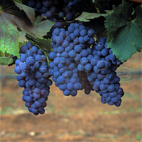Grenache grapes  Cape Mentelle Vineyards Margaret River   Western Australia