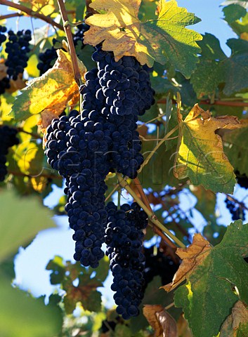 Petite Sirah grapes correct name  Durif  Cambria vineyards Santa Maria Valley  Santa Barbara Co California