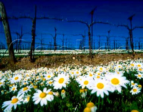Chamomile flowering in early spring in vineyard in   the Alexander Valley Sonoma Co California