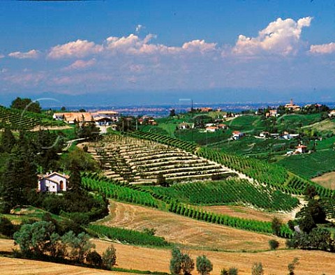 Vineyards near Calvignano Lombardy Italy   Oltrep Pavese