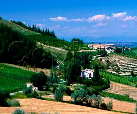 Vineyards near Calvignano Lombardy Italy Oltrep   Pavese DOC