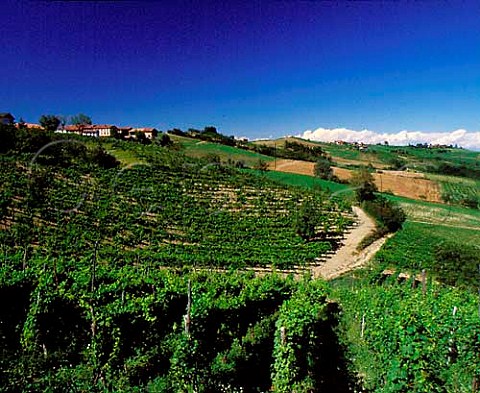 Vineyard at Costa Gallotti Montalto Pavese   Lombardy Italy Oltrep Pavese DOC