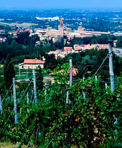 Vineyard at Castelvetro Emilia Romagna Italy   Lambrusco Grasparossa di Castelvetro DOC