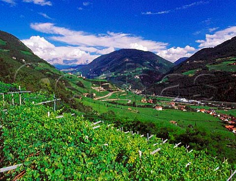 View up the Isarco valley from vineyards in the   Santa Maddalena Classico zone on the outskirts of   Bolzano Alto Adige Italy  Santa Maddalena  Colli di Bolzano DOCs