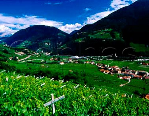 View up the Isarco valley from vineyards in the   Santa Maddalena Classico zone on the outskirts of   Bolzano Alto Adige Italy  Santa Maddalena  Colli di Bolzano DOCs