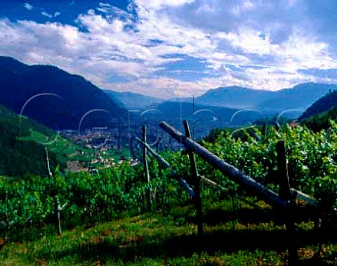 View south over Bolzano and the Adige valley Alto Adige Italy  Colli di Bolzano DOC