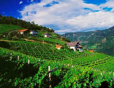 Vineyards in the Santa Maddalena zone high   above Bolzano Alto Adige Italy    Santa Maddalena DOC