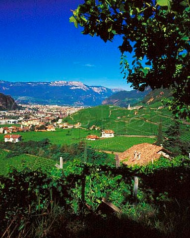Vineyards in the Santa Maddalena zone   above Bolzano Alto Adige Italy   Santa Maddalena DOC
