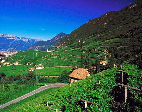 Vineyards on the slopes above Bolzano   Alto Adige Italy   Santa Maddalena DOC