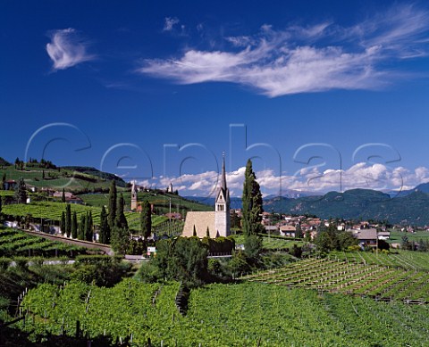 Vineyards surround the village of Termeno  Alto Adige Italy  Caldaro DOC