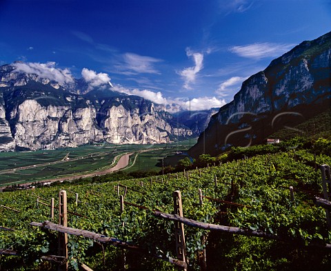 View up the Adige valley from above   San Michele allAdige Trentino Italy   Caldaro  Trentino  Teroldego Rotaliano DOCs