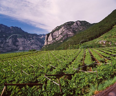 Pojer  Sandri Pianezzi vineyard above the Adige Valley planted with Pinot Noir at an altitude of 550 metres  Faedo Trentino Italy