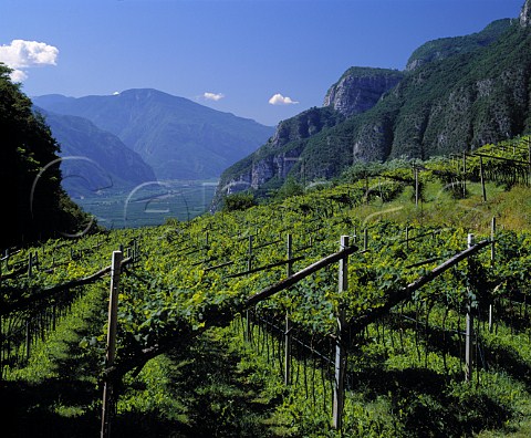 Chardonnay vineyard on Ferraris   Maso di Villa Margon above the Adige valley   at Ravina near Trento Trentino Italy