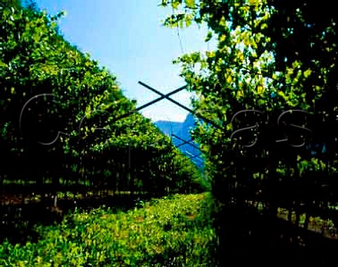 Nosiola vineyard of Giovanni Poli on the western slopes of Monte Bondone in the Valle dei Laghi region The area is noted for its rich Vino Santo made from this variety after the grapes have been dried on cane trays for 56 months    Santa Massenza Trentino Italy