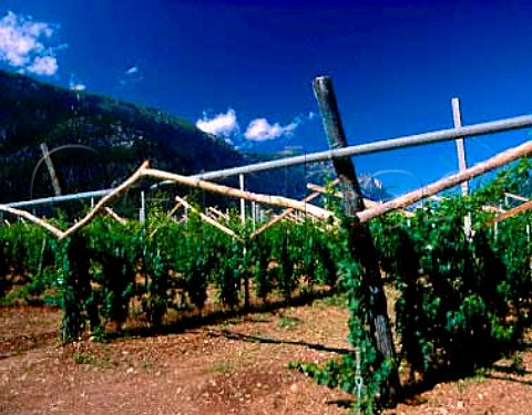 Nosiola vineyard of Giovanni Poli on the western slopes of Monte Bondone in the Valle dei Laghi region The area is noted for its rich Vino Santo made from this variety after the grapes have been dried on cane trays for 56 months  Santa Massenza Trentino Italy