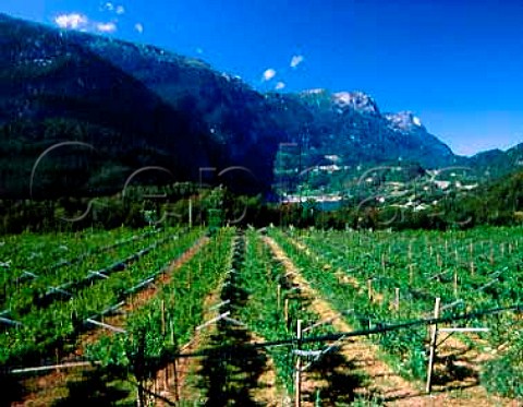 Vineyard on the western slopes of Monte Bondone high above Lago di Santa Massenza in the Valle dei Laghi region The area is noted for its rich Vino Santo made from Nosiola grapes which have been dried on cane trays for 56 months  Santa Massenza Trentino Italy