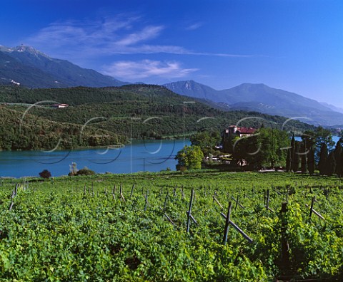 Vineyard of Castel Toblino on Lago di Toblino in the Valle dei Laghi region The region is noted for its rich Vino Santo made from Nosiola grapes which have been dried on cane trays for 56 months Trentino Italy