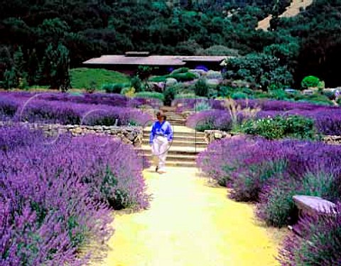 Lavender in flower at Matanzas Creek winery Santa   Rosa Sonoma Co California  Sonoma Valley