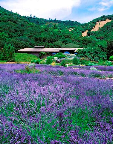 Lavender in flower at Matanzas Creek winery Santa   Rosa Sonoma Co California  Sonoma Valley