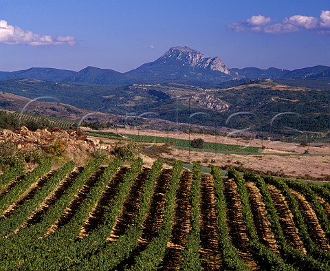 Vineyards at ConilhacdelaMontagne with the Pic de   Bugarach 1230 metres 20km in the distance  Aude   France   Limoux