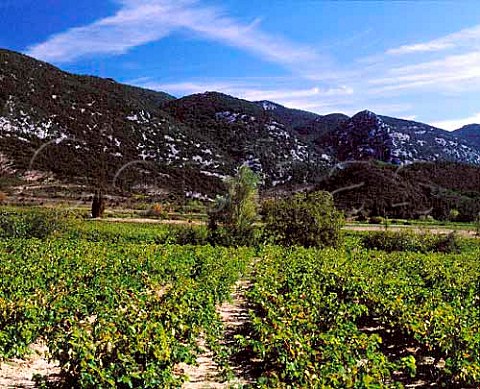 Vineyards near CaudisdeFenouilldes   PyrnesOrientales France  AC Ctes du Roussillon    Vin de Pays des Coteaux de Fenouilldes