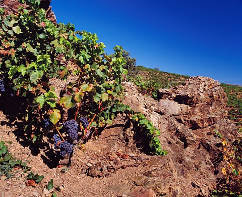 Grenache vines on schist terraces near the Mediterranean between PortVendres and Banyuls PyrnesOrientales France  ACs Collioure  Banyuls