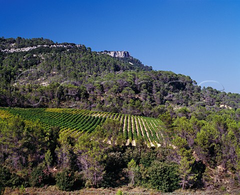 Vineyard of Chteau de Cazeneuve below the Rocher du Causse Lauret Hrault France  Coteaux du Languedoc Pic StLoup