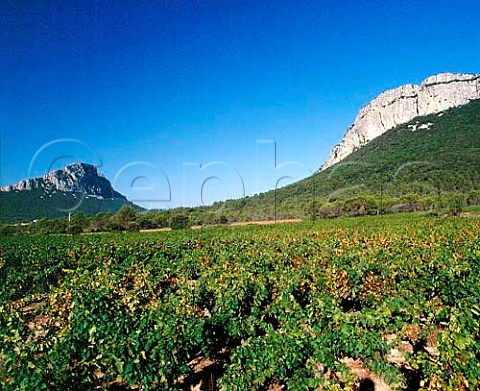Vineyards below Pic StLoup left and Montagne   dHortus near StMathieudeTrviers Hrault   France  Coteaux du Languedoc Pic StLoup