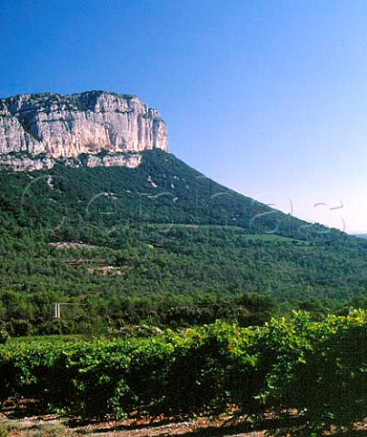 Syrah vineyard of Domaine de lHortus below  Montagne dHortus near StMathieudeTrviers   Hrault France   Coteaux du Languedoc Pic StLoup