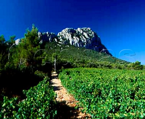 Grenache vineyard of Domaine de lHortus   on the slopes of Pic StLoup   near StMathieudeTrviers Hrault France  Coteaux du Languedoc Pic StLoup