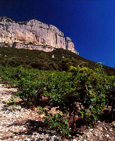Mourvdre vineyard of Domaine de lHortus on the  slopes of Montagne dHortus   near StMathieudeTrviers Hrault France    Cteaux du Languedoc Pic StLoup