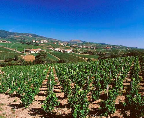 Vineyards around the hamlet of StJoseph Rhne   France   Rgni  Morgon  Beaujolais