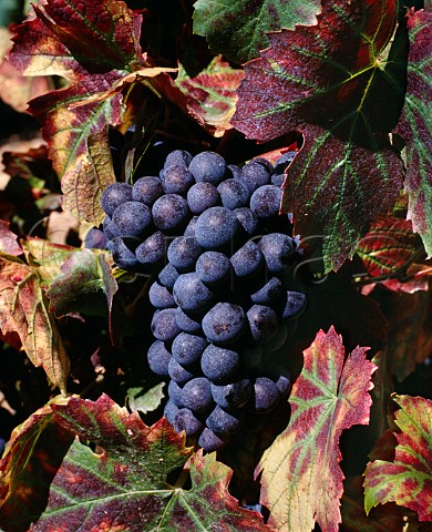 Gamay grapes after they have sprayed with copper   sulphate to guard against mildew   Rgni Rhne France  Rgni  Beaujolais
