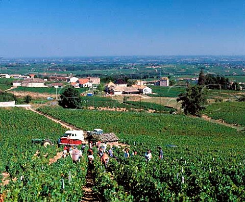 Harvest time in vineyard at Julinas Rhne France   Julinas  Beaujolais