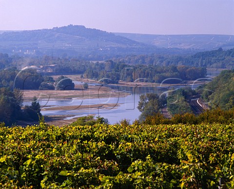 Vineyard above the River Loire at Les Loges  with the hilltop town of Sancerre in the distance    PouillysurLoire Nivre France    AC PouillyFum