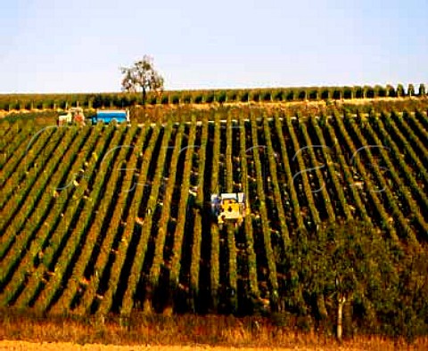Machine harvesting of Sauvignon Blanc grapes at   Reigny near CrzancyenSancerre Cher France AC   Sancerre