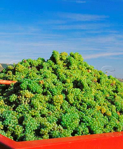 Harvested Sauvignon Blanc grapes of Domaine Nol at   Chavignol Cher France   AC Sancerre